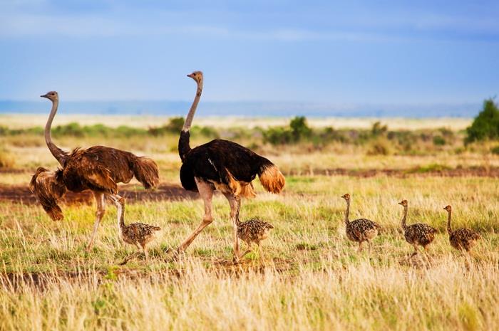 The True Reason Why Ostriches Cannot Fly